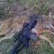varmint