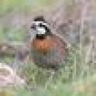 bird_dog