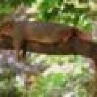 treerat